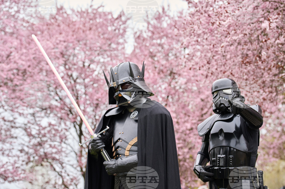 Germany Cherry Blossoms