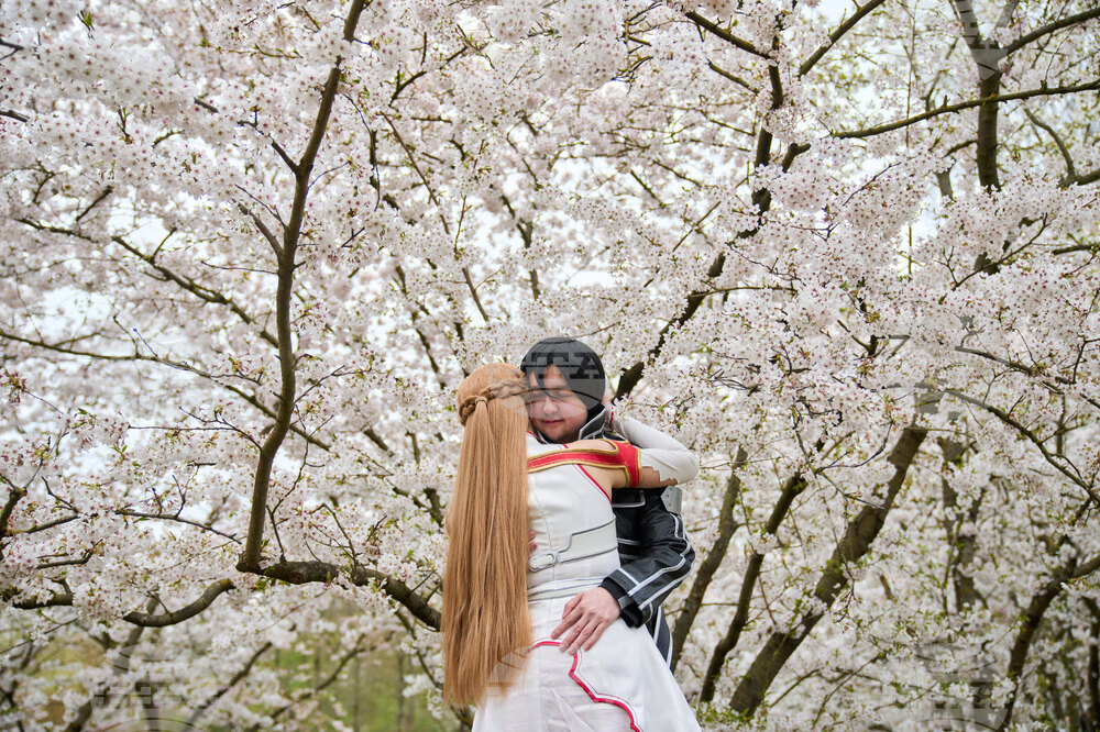 Germany Cherry Blossoms