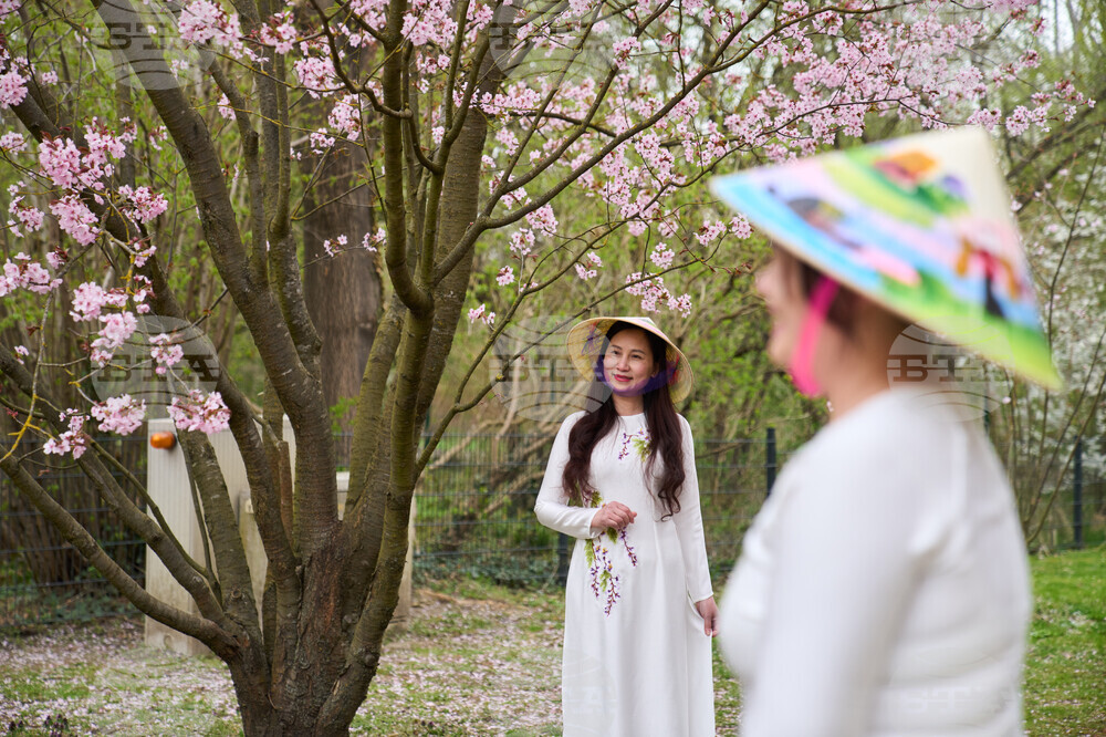 Germany Cherry Blossoms
