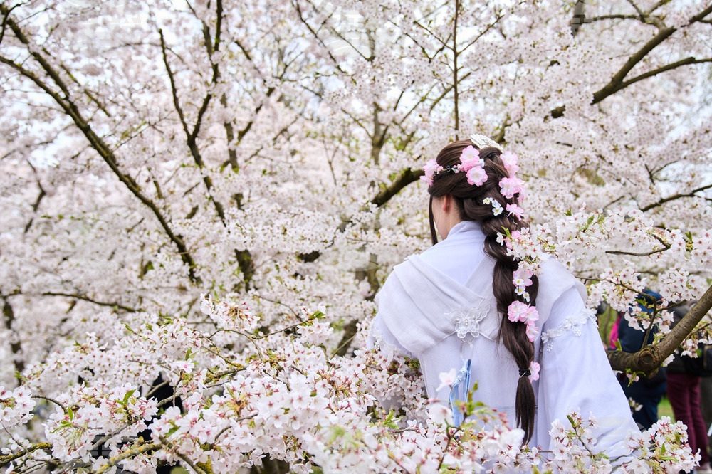 Germany Cherry Blossoms