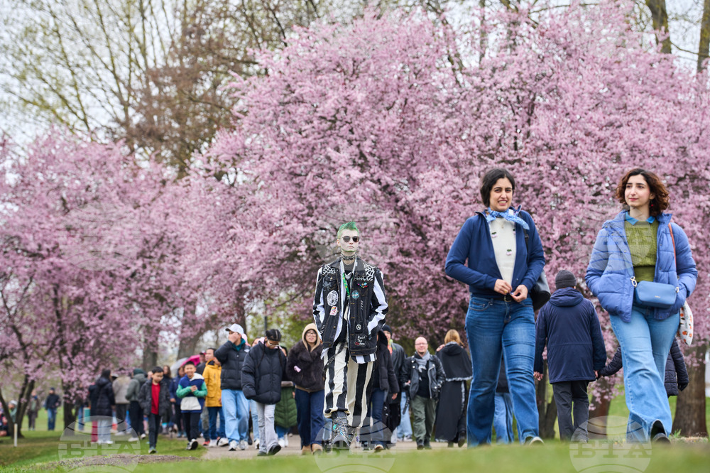 Germany Cherry Blossoms