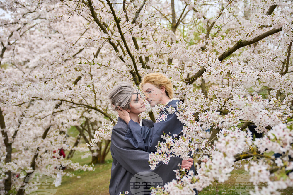 Germany Cherry Blossoms