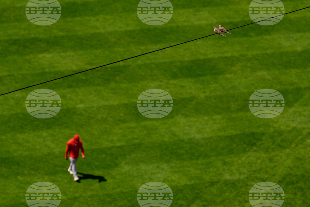 Angels Reds Baseball