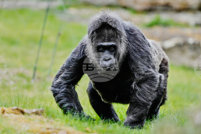 Germany Oldest Gorilla