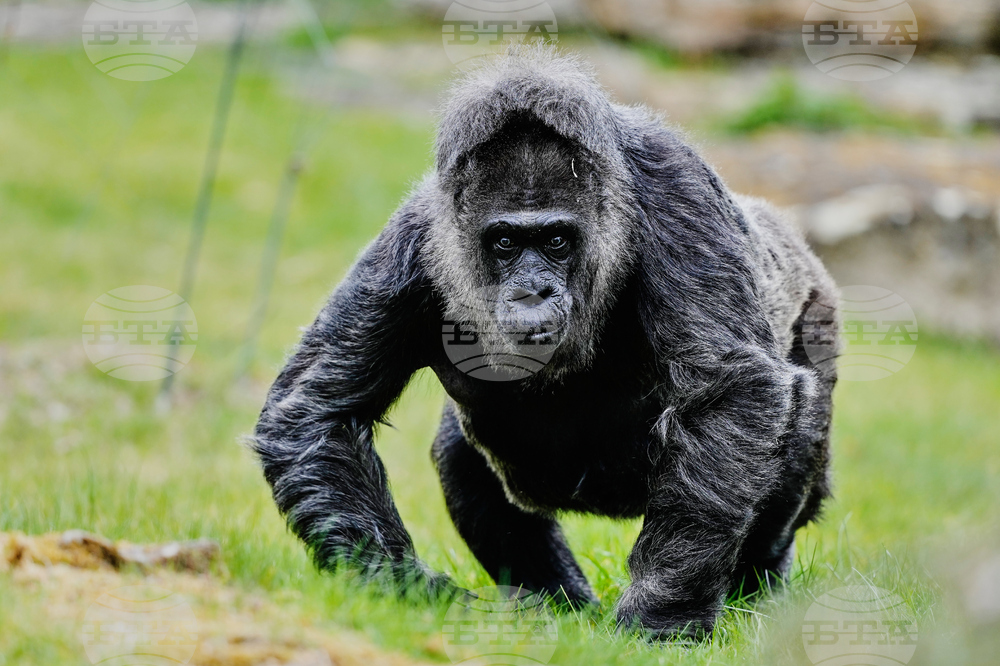 Germany Oldest Gorilla