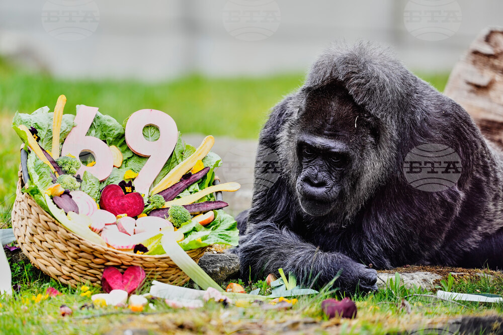 Germany Oldest Gorilla