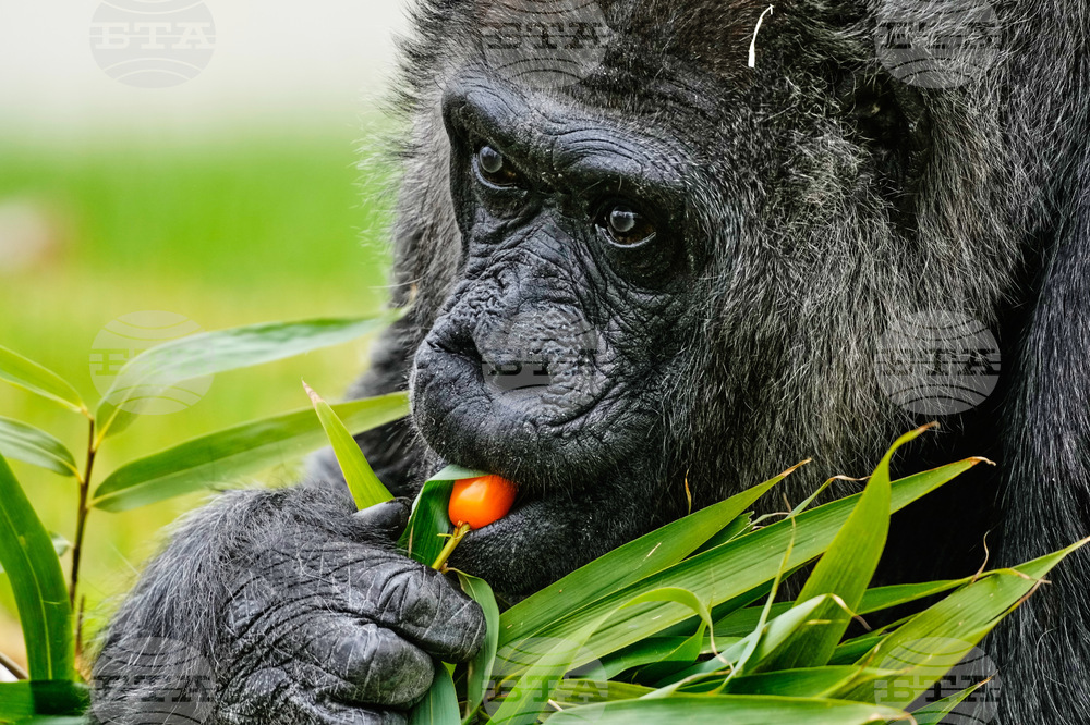 Germany Oldest Gorilla