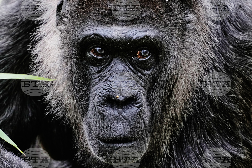 Germany Oldest Gorilla