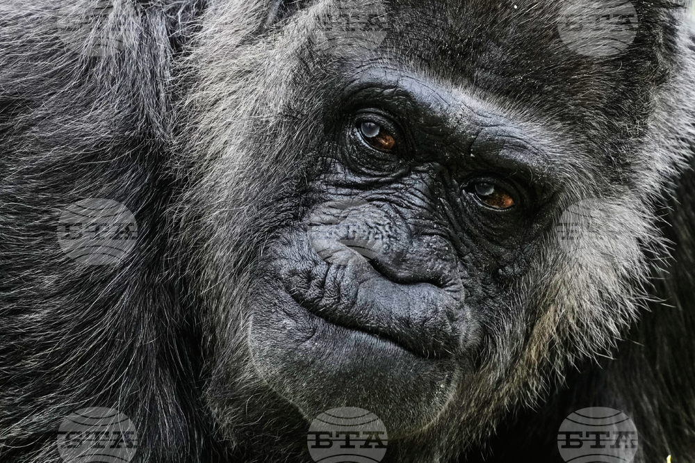 Germany Oldest Gorilla