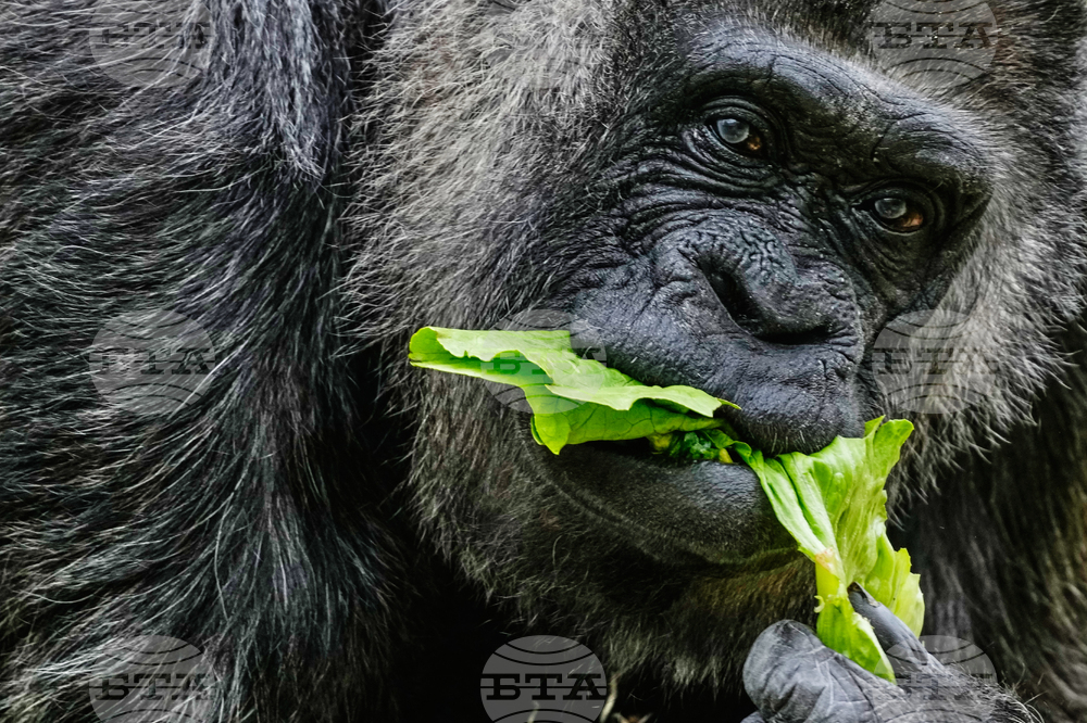 Germany Oldest Gorilla