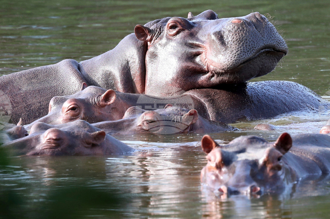 APTOPIX Colombia Hippos