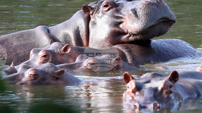 Колумбия планира рязко да намали броя на хипопотамите, потомци на животните от частния зоопарк на наркобарона Ескобар