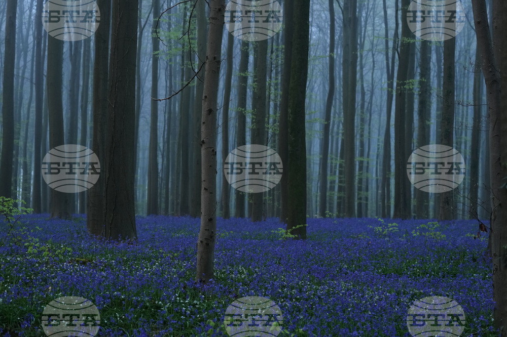 Belgium Blue Forest