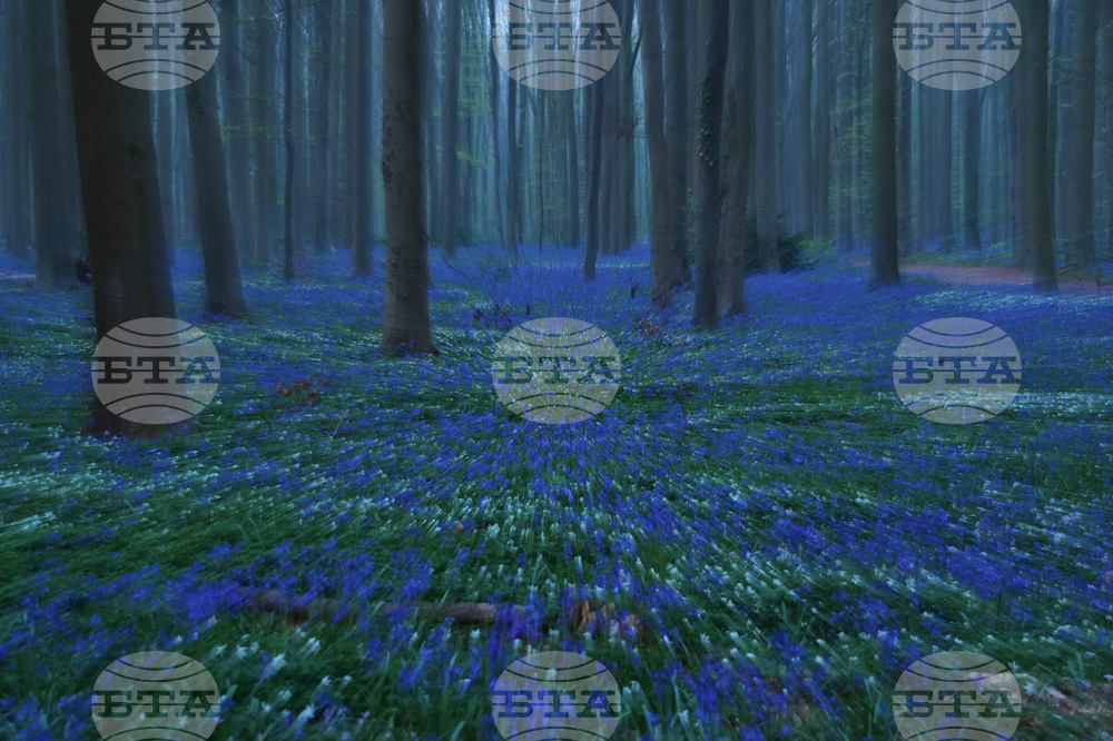 Belgium Blue Forest
