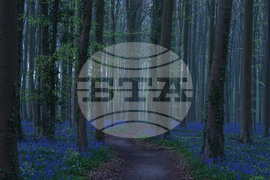 Belgium Blue Forest