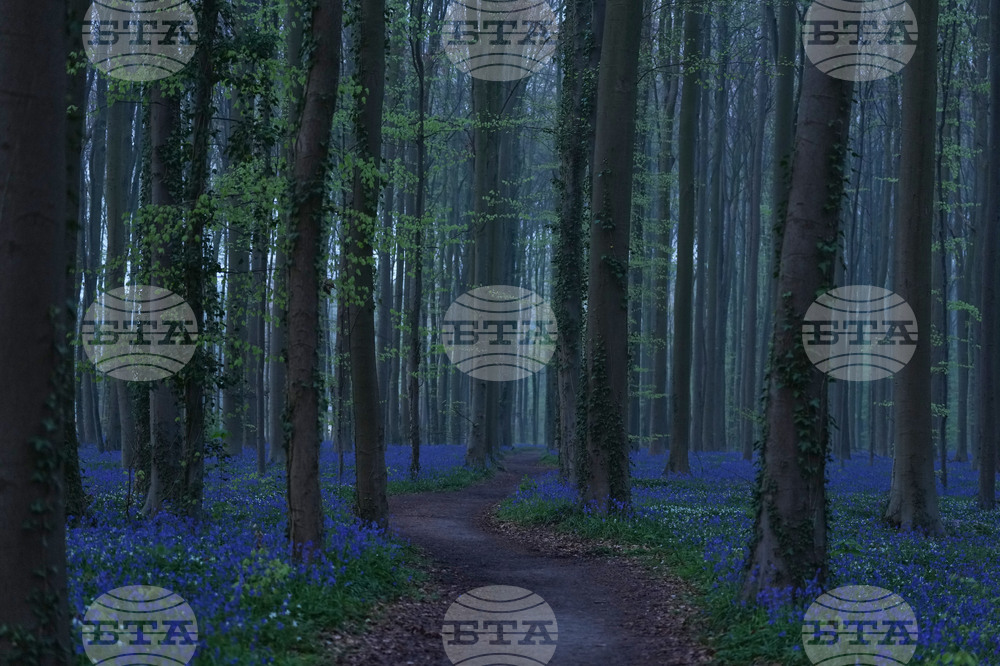 Belgium Blue Forest