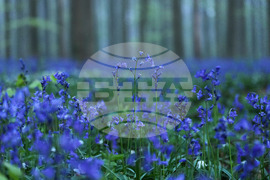 Belgium Blue Forest