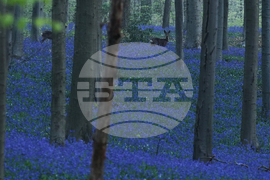 Belgium Blue Forest