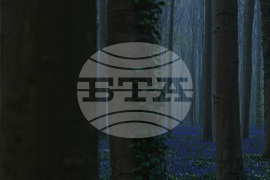 Belgium Blue Forest