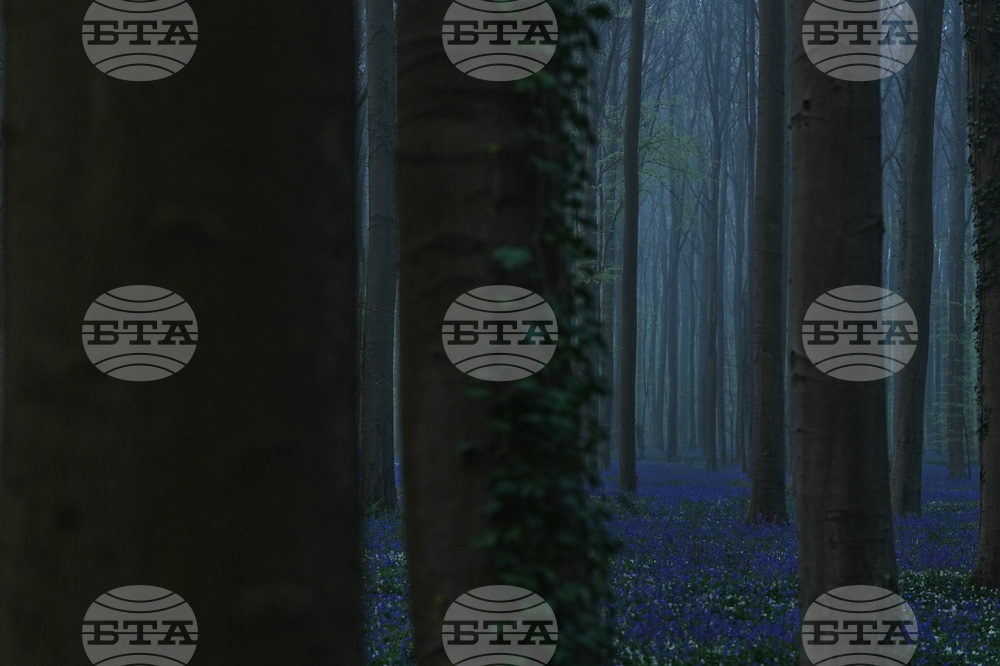 Belgium Blue Forest