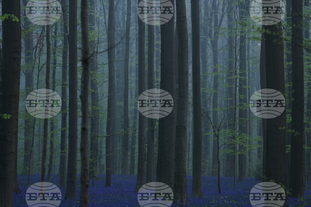 Belgium Blue Forest