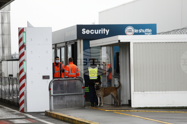 Великобритания премахва допълнителните гранични проверки за животни
