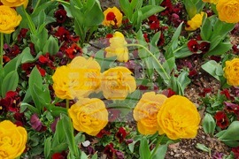 Сливен - пролетни цветя