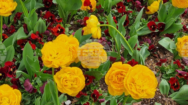 Кичести холандски лалета и виоли оформят цветните композиции в Сливен