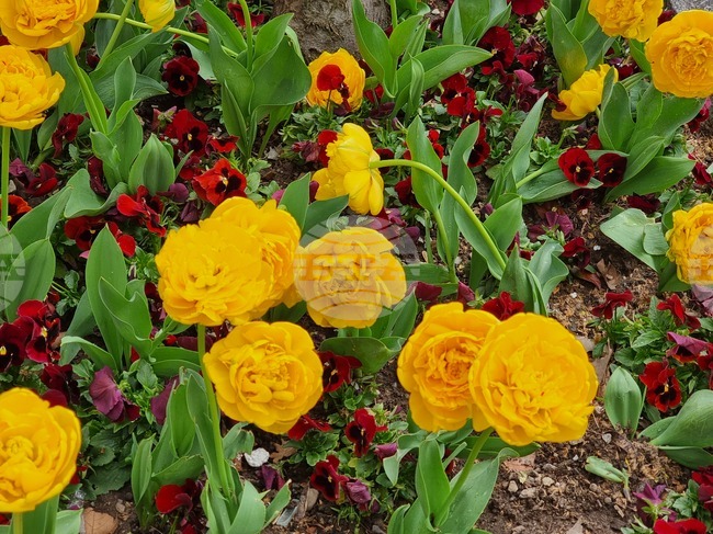 Кичести холандски лалета и виоли оформят цветните композиции в Сливен