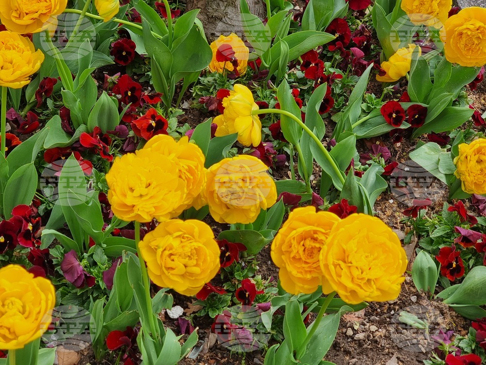 Сливен - пролетни цветя