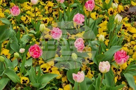 Сливен - пролетни цветя