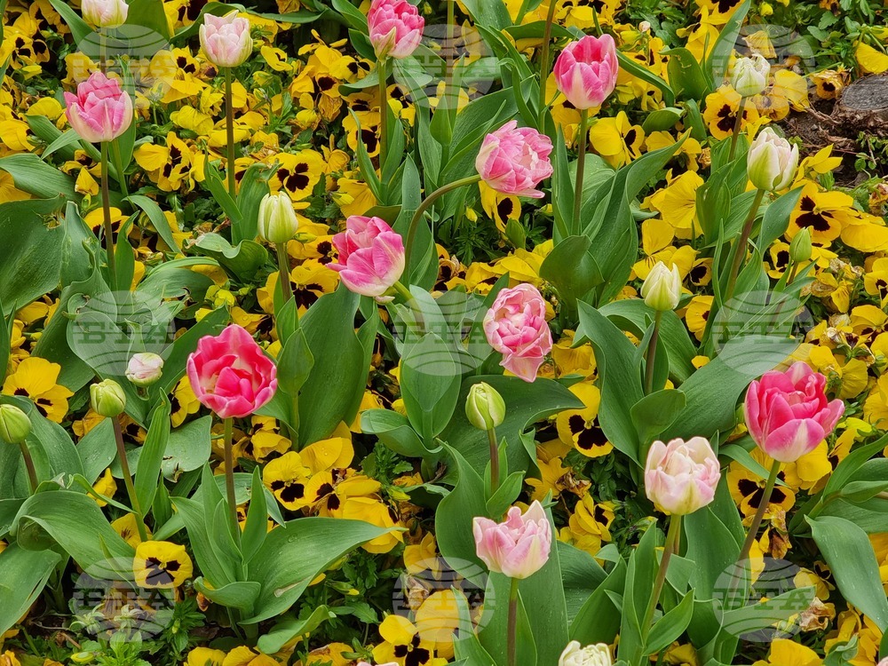 Сливен - пролетни цветя