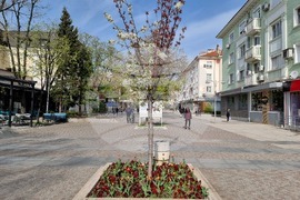 Сливен - пролетни цветя