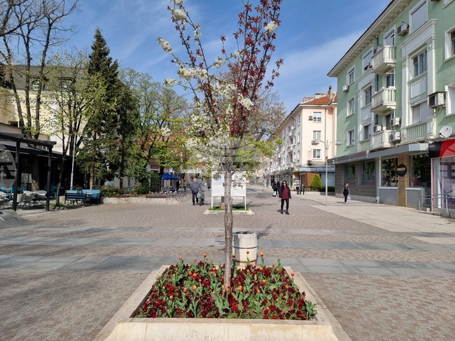 Сливен - пролетни цветя