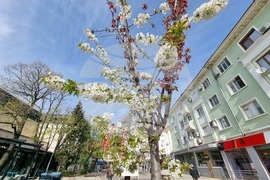 Сливен - пролетни цветя