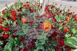 Сливен - пролетни цветя