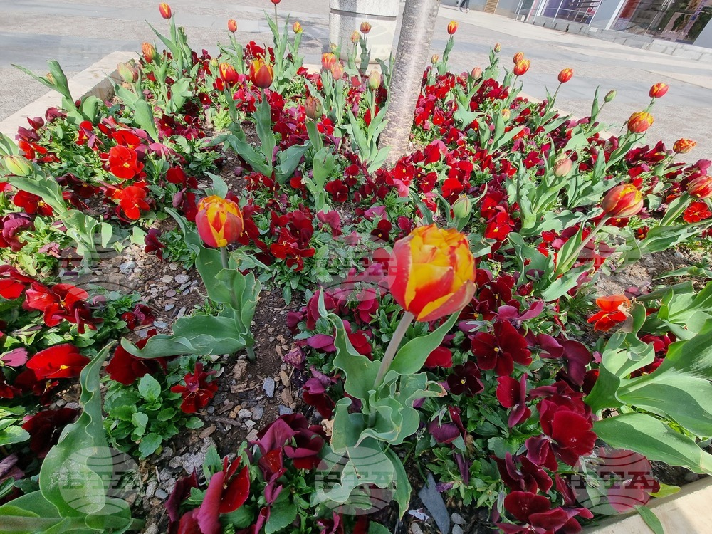 Сливен - пролетни цветя