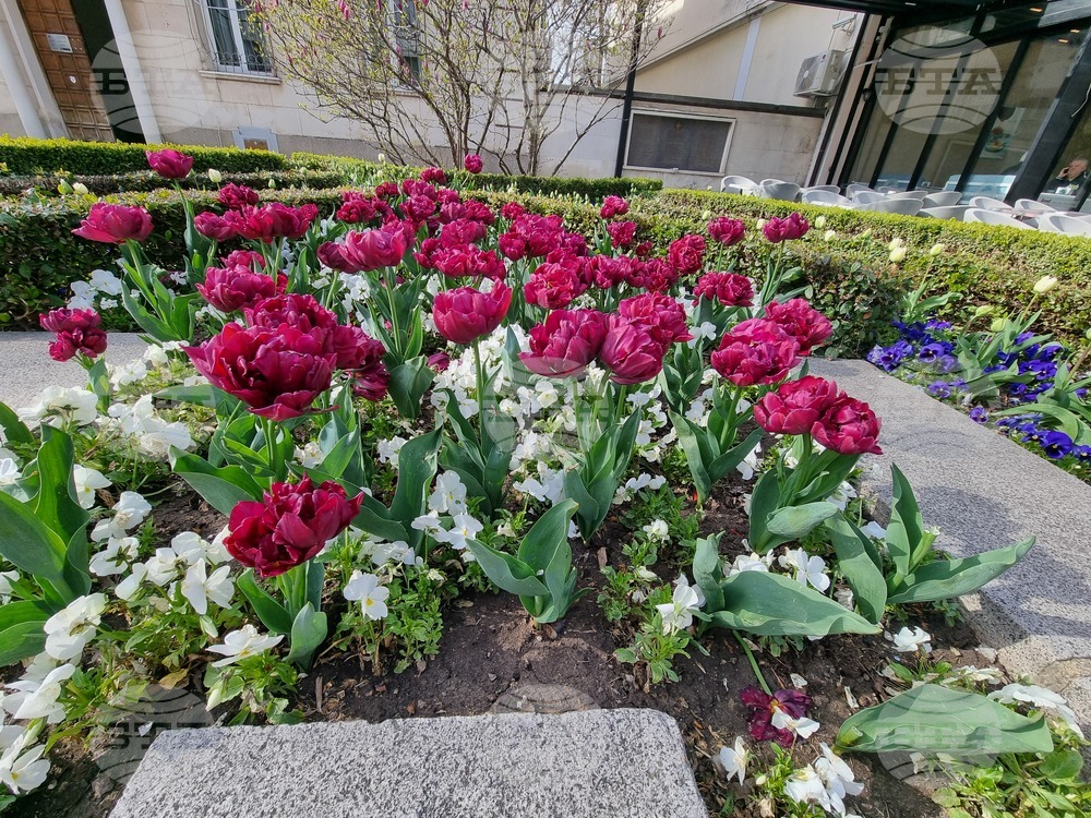 Сливен - пролетни цветя