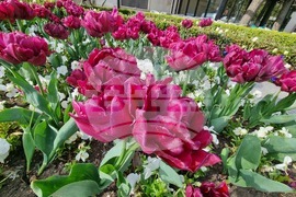 Сливен - пролетни цветя