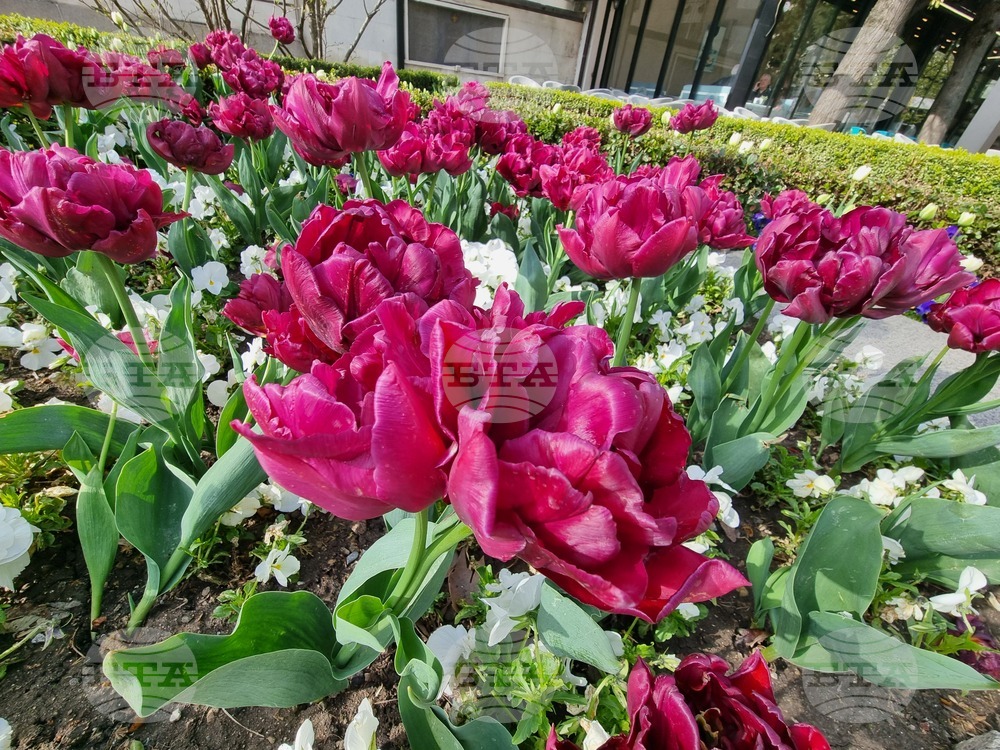 Сливен - пролетни цветя