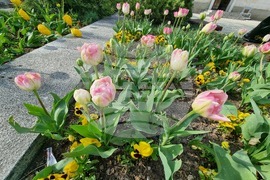 Сливен - пролетни цветя