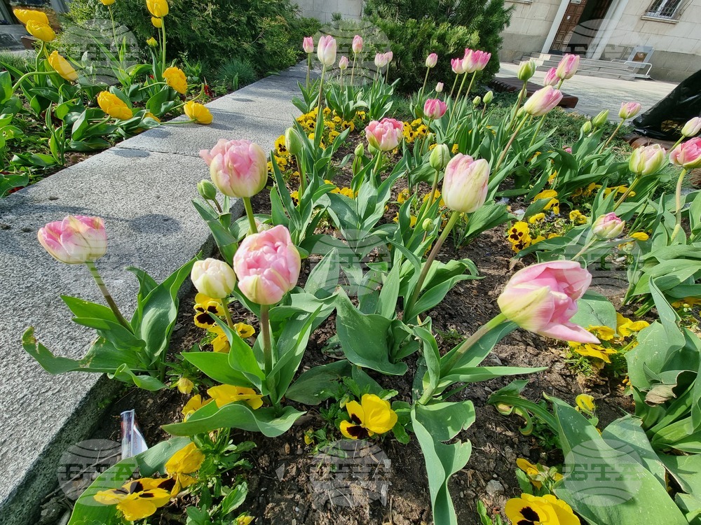 Сливен - пролетни цветя