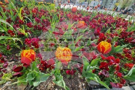 Сливен - пролетни цветя