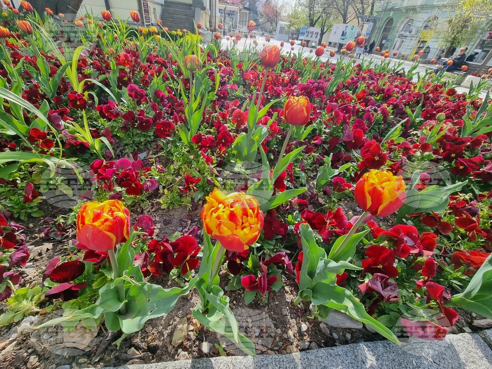 Сливен - пролетни цветя