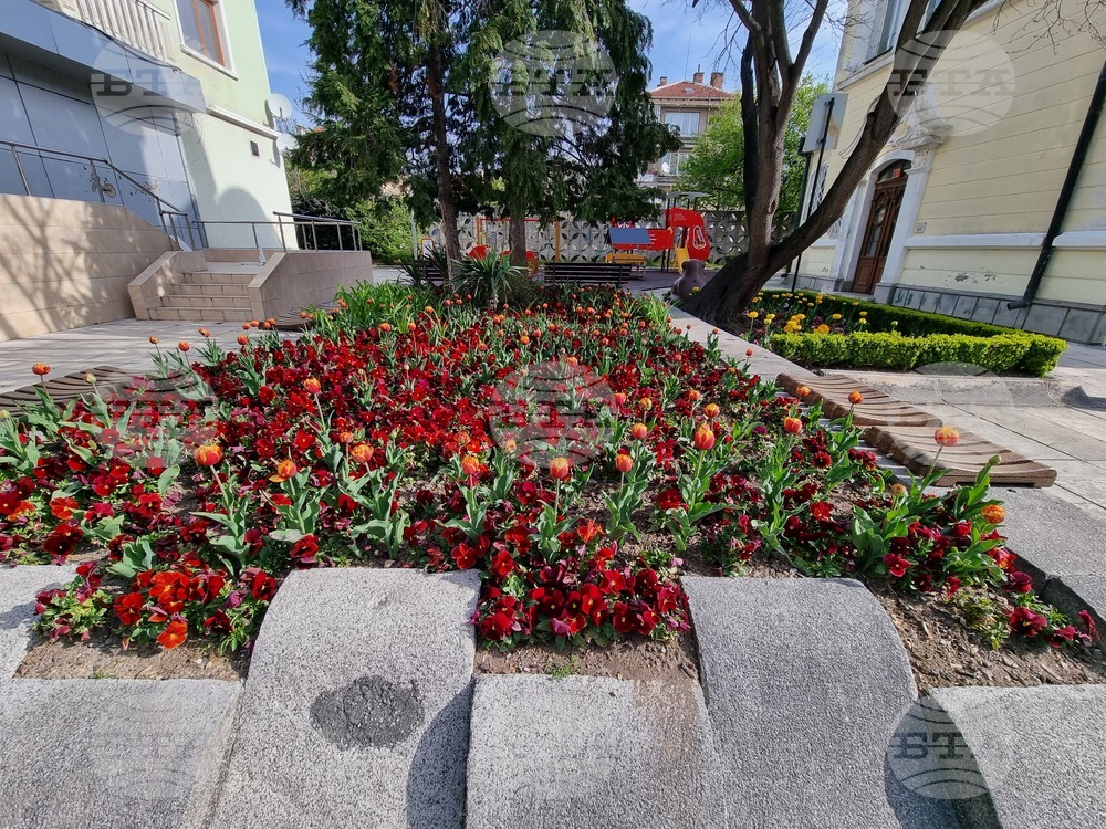 Сливен - пролетни цветя