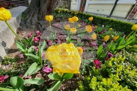 Сливен - пролетни цветя