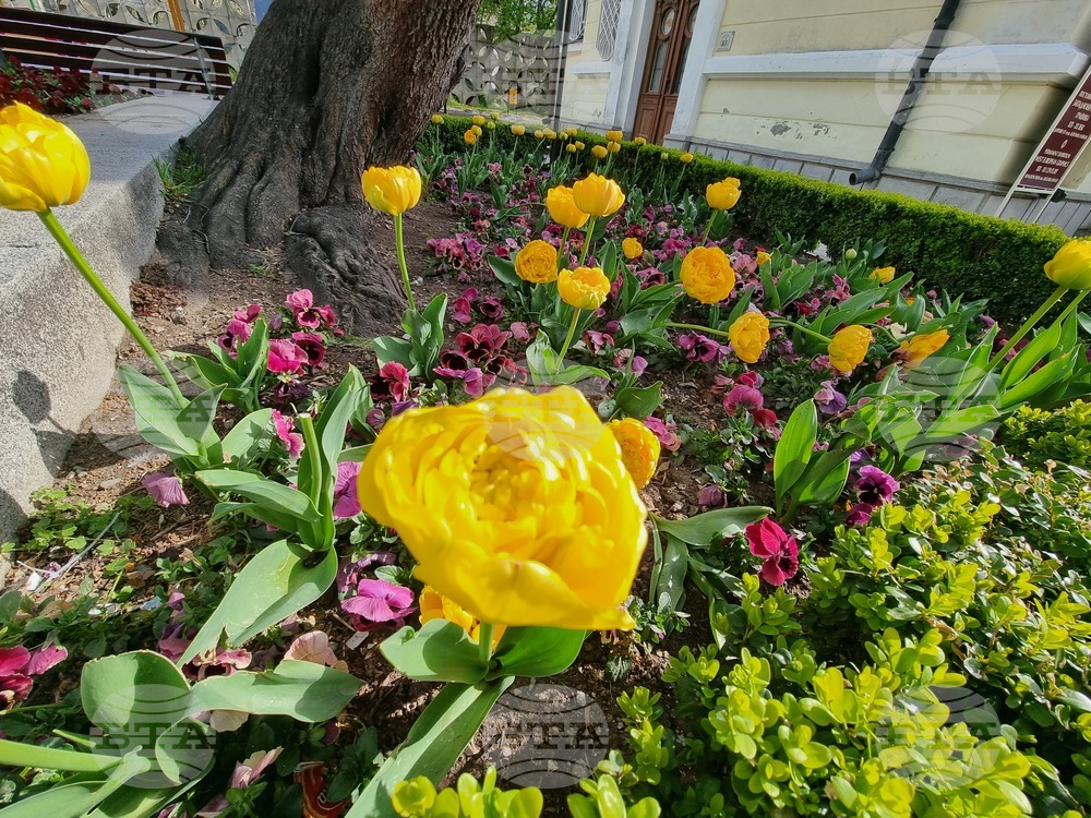 Сливен - пролетни цветя