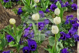 Сливен - пролетни цветя