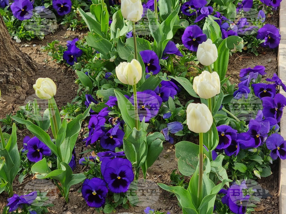 Сливен - пролетни цветя