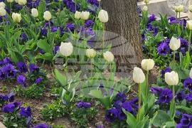 Сливен - пролетни цветя